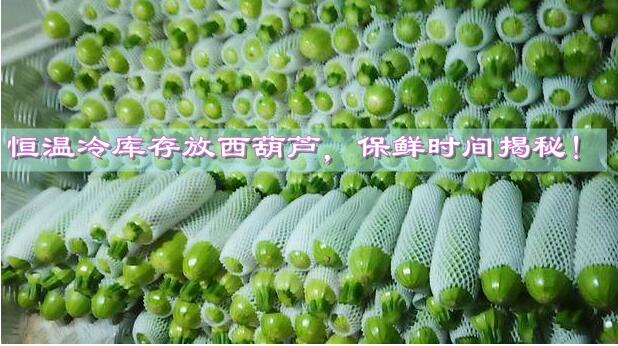 恒溫冷庫(kù)存放西葫蘆，保鮮時(shí)間揭秘!