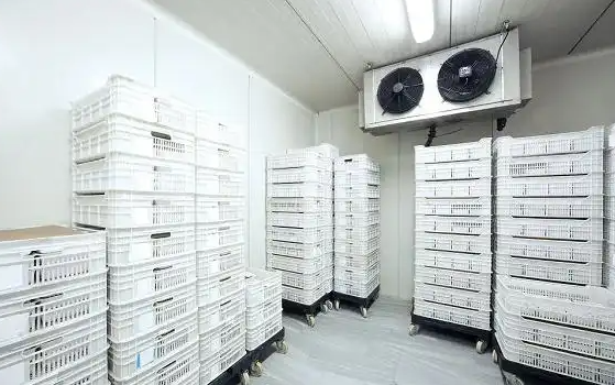 20平海鮮冷凍造價(jià)要多少？_開冉制冷