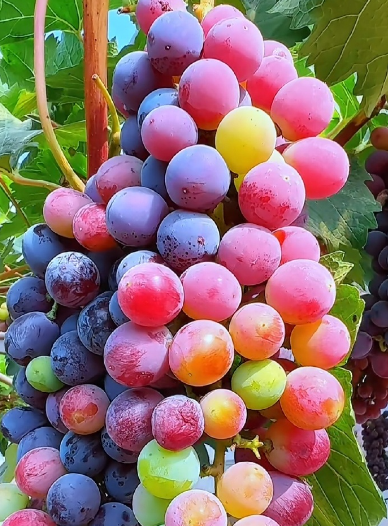 葡萄冷庫(kù)建設(shè)指南：打造專業(yè)級(jí)葡萄保鮮倉(cāng)儲(chǔ)_上海開(kāi)冉制冷