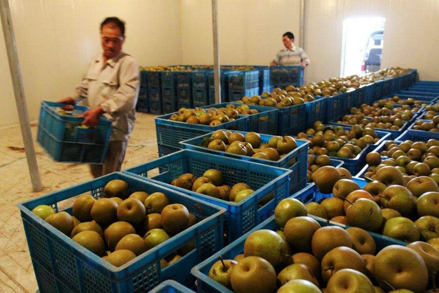 建一個1000平方果蔬冷庫，平均分5間造價多少