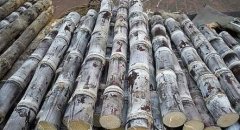 甘蔗可以放冷庫嗎？能放多久