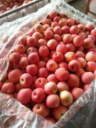 2500立方米冷庫可以放多少噸蘋果？