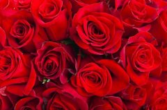 玫瑰花冷庫溫度多少度？安裝造價大概多少