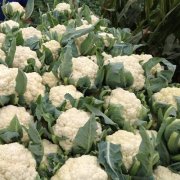 花菜冷庫設(shè)計(jì)安裝費(fèi)用大概需要多少錢？