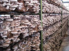 食用菌蘑菇保鮮冷庫(kù)溫度，貯藏技術(shù)介紹