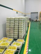 山東3000噸水果保鮮庫安裝造價預算多少？