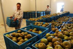 5000噸水果冷庫建造工程造價(jià)多少