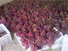 總產(chǎn)量100萬斤葡萄需要建多大的冷庫，造價(jià)多少