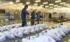 零下60度金槍魚冷庫造價需要多少錢？