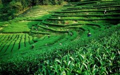 上海建1000㎡茶葉冷庫（冷藏、冷凍庫倉庫）安裝預(yù)算多少錢