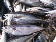 -60℃金槍魚冷庫(kù)（超低溫冷凍庫(kù)）安裝價(jià)格多少錢