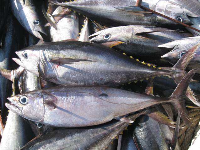 金槍魚冷庫，超低溫冷凍庫