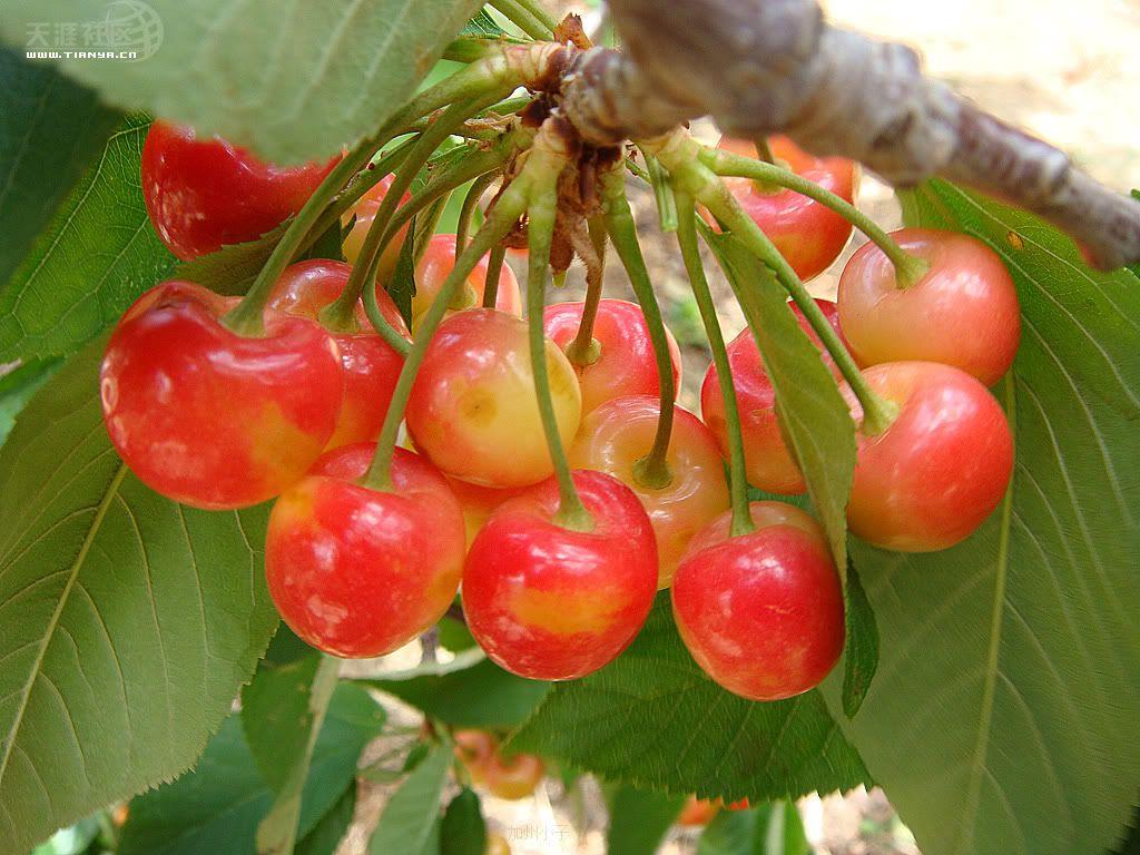 開冉制冷，氣調(diào)庫，普通冷藏庫