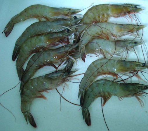 水產品保鮮冷庫，海鮮冷凍庫