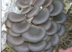 冷庫(kù)可用于蘑菇、金針菇等食用菌的種植啦