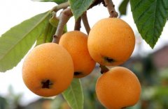 為何果蔬在氣調(diào)庫比在保鮮庫的保鮮期更長口感更好？