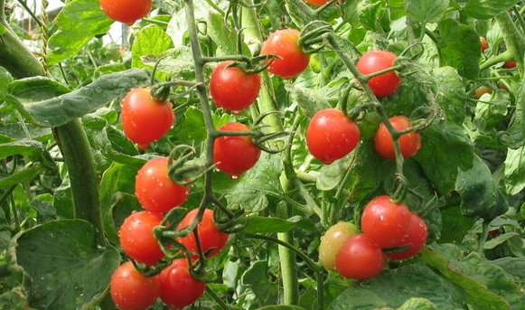 番茄保鮮庫設(shè)計(jì)