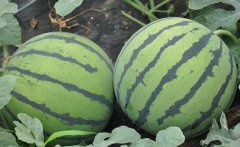 西瓜保鮮冷藏庫(kù)的保鮮技術(shù)