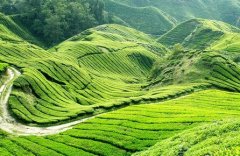 安徽福建茶葉冷庫(kù)建造選擇的優(yōu)勢(shì)