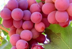 冷藏蔬菜保鮮庫(kù)管理貯藏