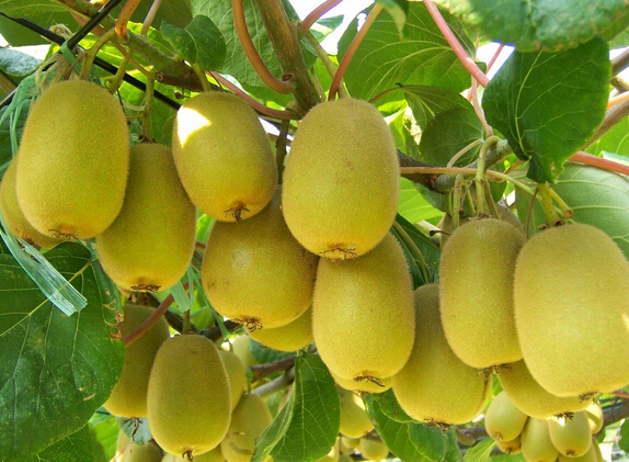 水果氣調(diào)保鮮庫(kù)