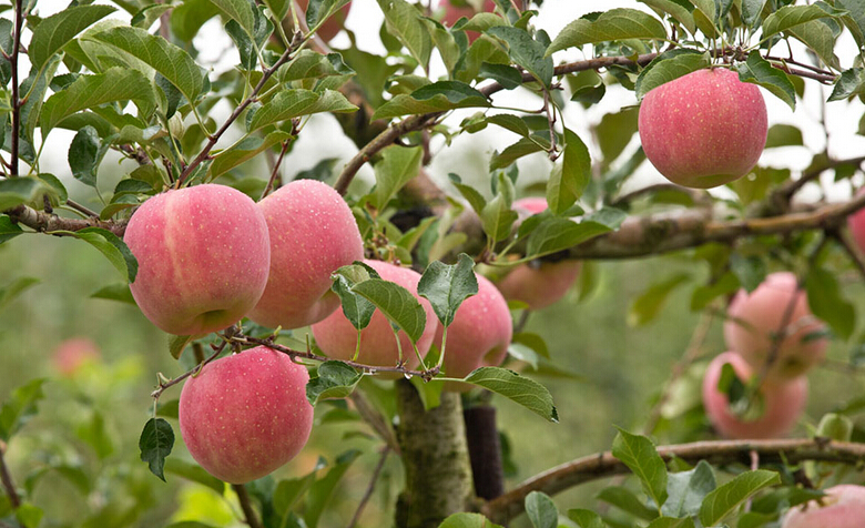 開冉制冷提供低溫蘋果氣調(diào)冷藏庫建造設(shè)計(jì)