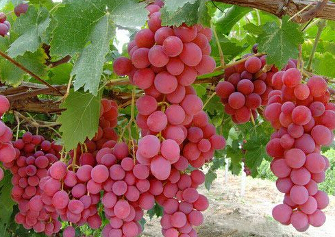 開冉為上?？蛻艚ㄔO(shè)紅提葡萄保鮮冷藏庫一座