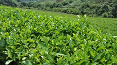 茶葉冷藏庫(kù)，茶葉冷庫(kù)安裝設(shè)計(jì)多少錢