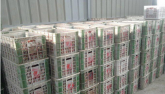 100噸荔枝保鮮冷庫多大面積，多少錢