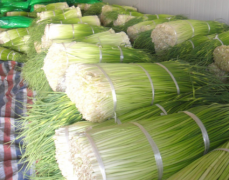 500立方100噸蒜薹冷庫安裝，制作設(shè)計