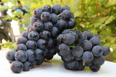 葡萄保鮮庫安裝，建一個葡萄冷庫需要多少錢？