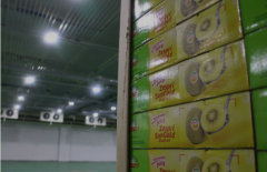 一般大型（蘋果、獼猴桃、火龍果）水果冷庫(kù)造價(jià)多少錢一立方？