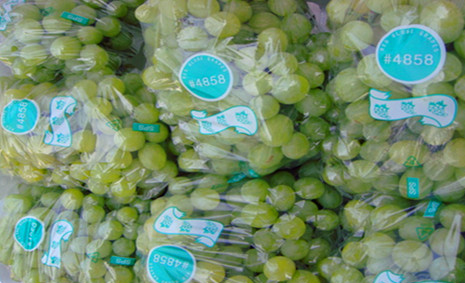 300噸葡萄保鮮庫(kù)造價(jià)，葡萄冷庫(kù)保鮮期及溫度