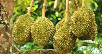 500平米榴蓮冷庫安裝造價，榴蓮保鮮庫耗電量kw/h