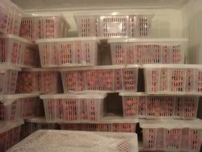 200噸葡萄保鮮庫建造，1000m3葡萄放冷庫可以放多久