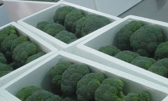 200噸西蘭花保鮮庫(kù)建造，西蘭花冷庫(kù)存儲(chǔ)多久